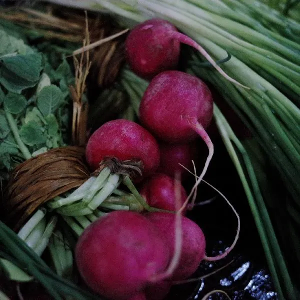 芥菜怎么腌制好吃又能存放插图