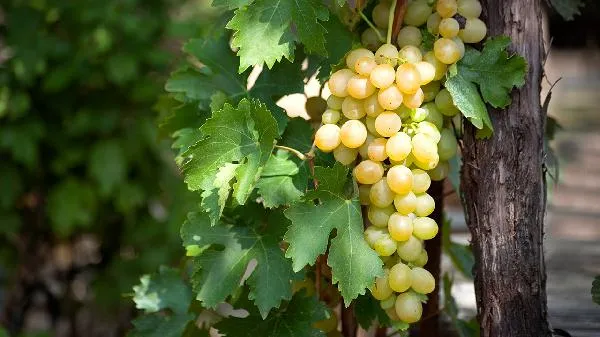 葡萄树哪个品种最好插图