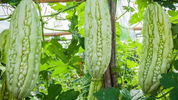 豆豉鲮鱼炒苦瓜这道菜怎么做插图1