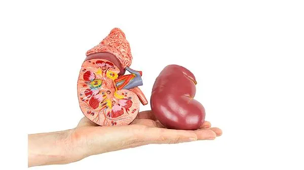 鹿鞭怎么用补肾效果好呢插图