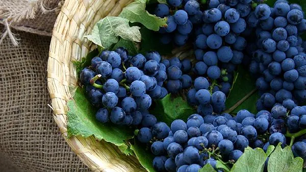 练胸肌吃什么食物插图