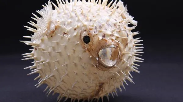 钓到死鱼有什么说法吗插图