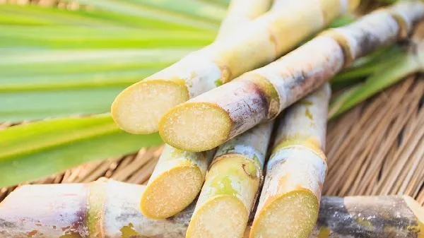 甘蔗皮属于厨余垃圾嘛 甘蔗皮属于什么垃圾插图1