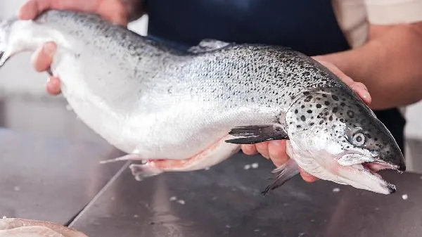 三文鱼和鲑鱼的区别插图2