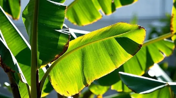 芭蕉是凉性还是热性插图1