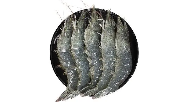 籽虾是海虾还是河虾插图1