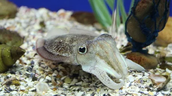 墨鱼皮为什么不能吃插图1