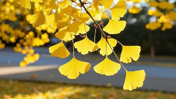 银杏木是硬木还是软木插图2