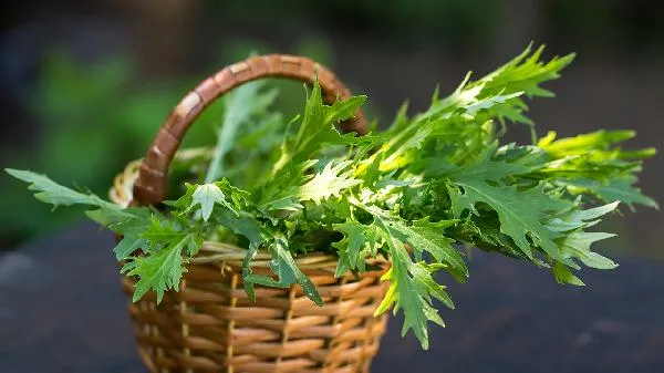 雪菜在北方叫什么菜插图