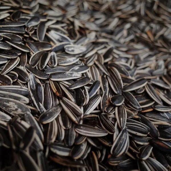 香榧坚果是什么味道插图