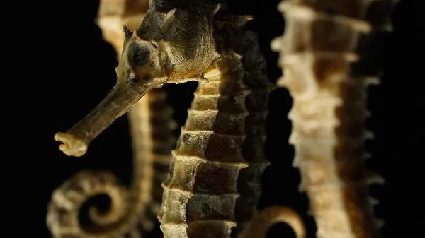 皮皮虾属于什么类动物插图2