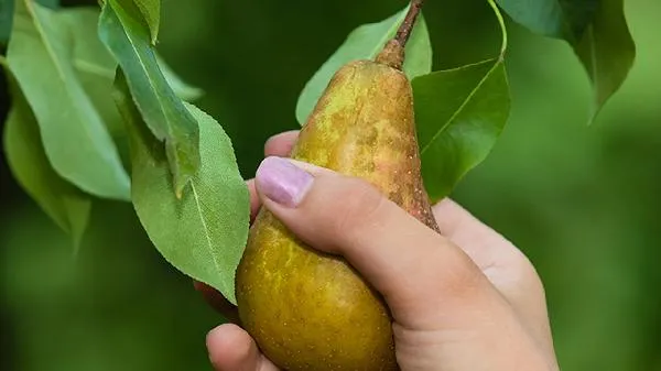 黑檀木好还是花梨木好插图1