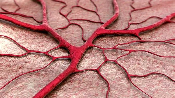 青口的第二个功效插图