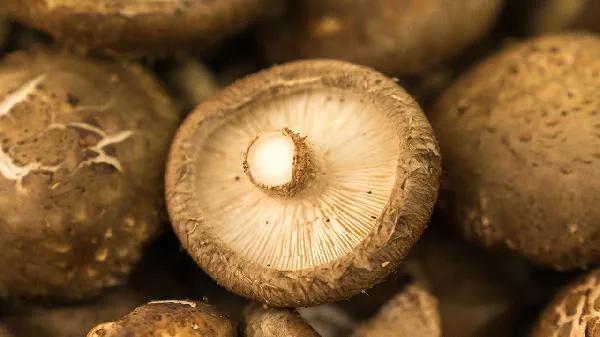 香菇黑了还能吃吗没发霉插图2