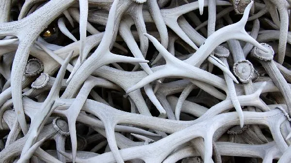 鹿角帽粉吃了两个月结节没了插图2