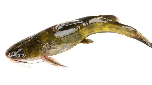 青少年怎么吃都不长肉是什么原因插图1