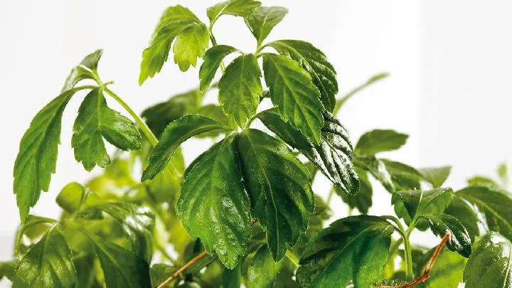 绞股蓝总苷胶囊的功效与作用插图1