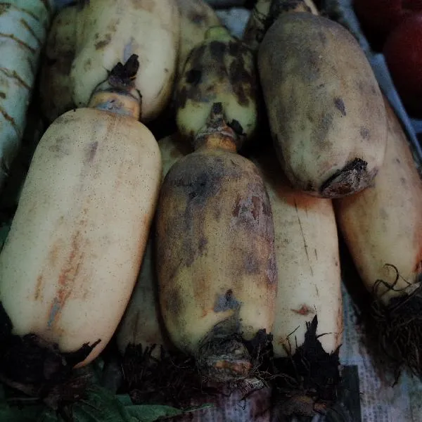 带泥莲藕的长期储存方法插图1