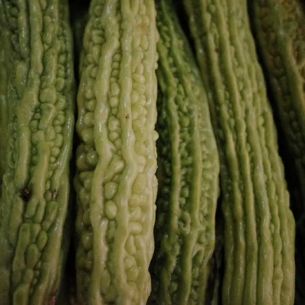 苦瓜有苦味的原因插图1