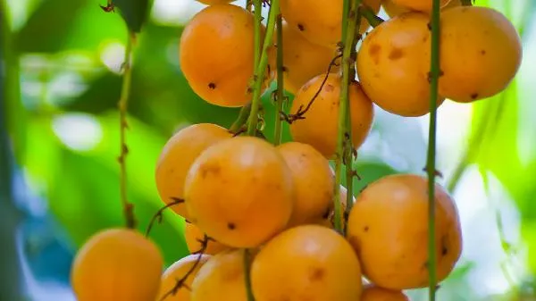 黄皮干泡水喝有什么功效 黄皮干泡蜂蜜的功效插图