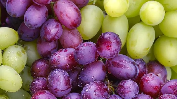 长提子葡萄叫什么插图1