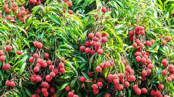 芒果和荔枝可以同时吃吗 芒果和什么不能一起吃插图