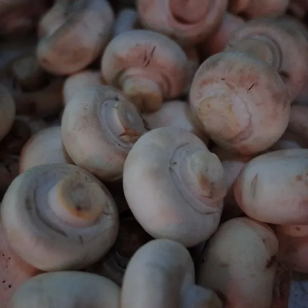 口蘑菇里面黑色可以吃吗插图1