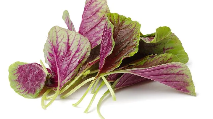 老年人夏季养生吃什么？老年人夏季养生食谱推荐插图1