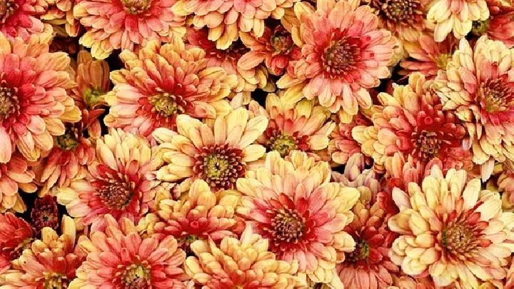 花雕玫瑰煮蛋——补气又养血插图