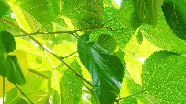 霜桑叶泡水喝，宝藏功效等你来发掘！插图1