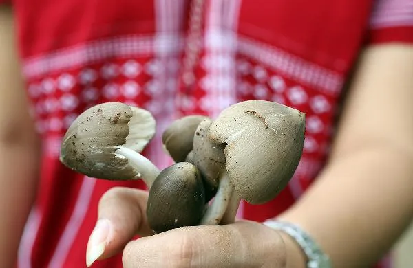 蘑菇种类各有不同价值堪称丰富插图