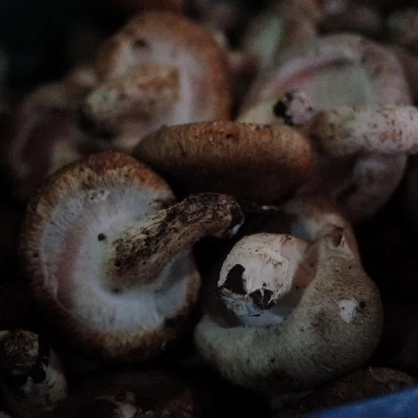 蘑菇怎么处理没有腥味插图