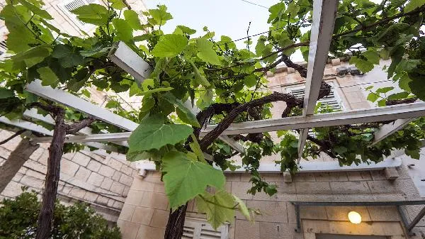 葡萄糖酸氯已定插图