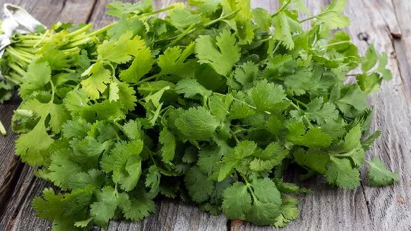 香菜芫荽哪个是学名插图2