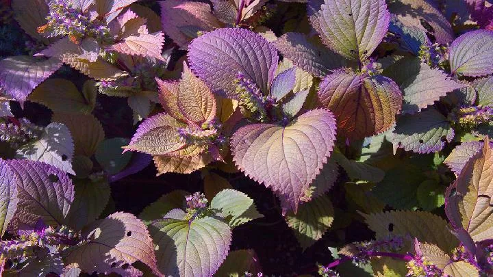 四种人不宜吃紫苏叶插图