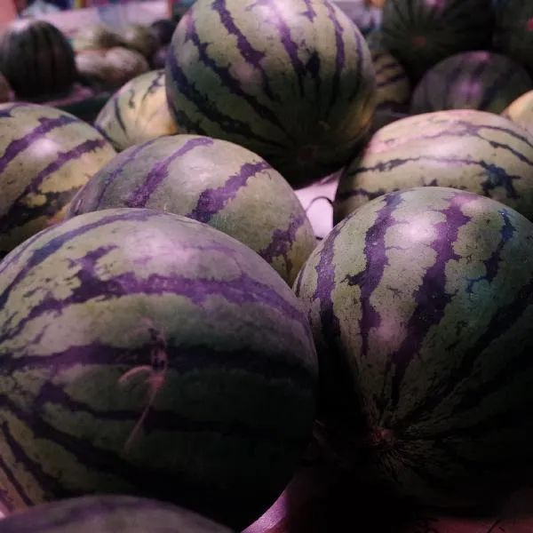 西瓜和酸奶可以一起吃嘛插图1