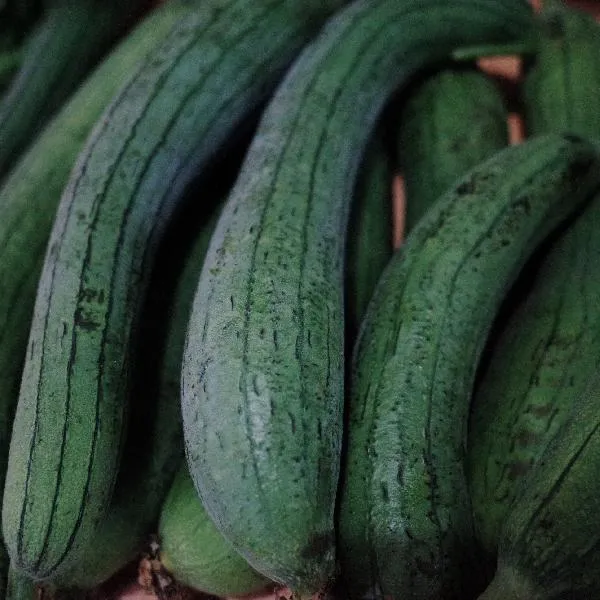 儿菜是榨菜原料吗插图