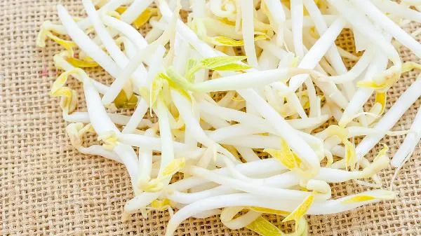 豆芽的芽是根还是茎插图