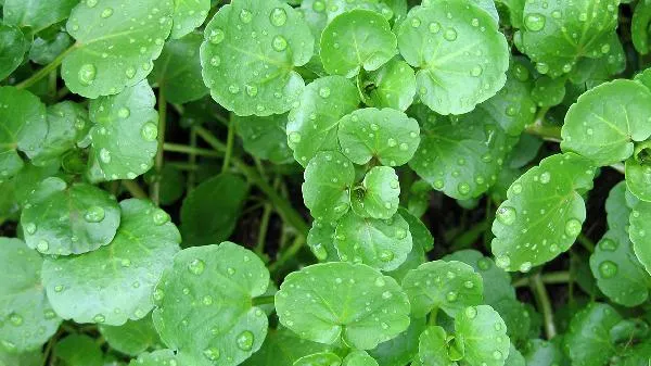 鸡毛菜的营养价值插图