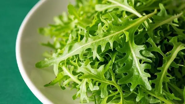 野生苦菜长什么样插图2