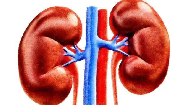 肾的作用是什么生物插图2