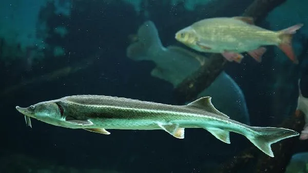 服用鱼油的几个副作用要知道插图