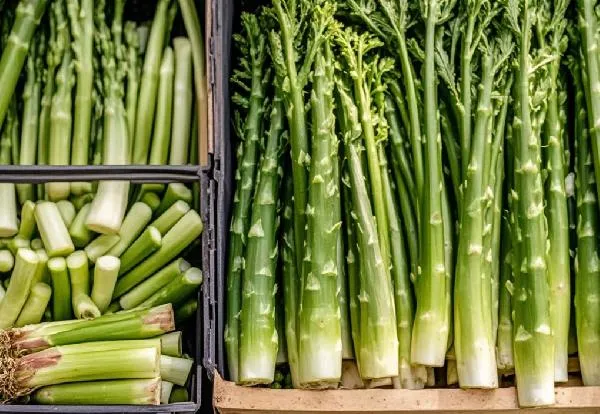 莴笋的叶子怎么吃法呀插图2