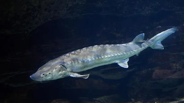 鱼翅是哪种动物的鳍所制成的插图