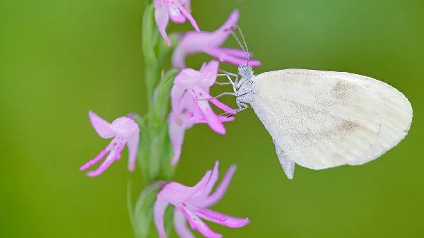 蚕豆和兰花豆的区别 蚕豆和兰花豆哪个好吃插图1