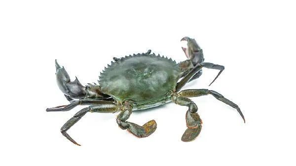 海鲜不煮熟吃了会怎么样插图2