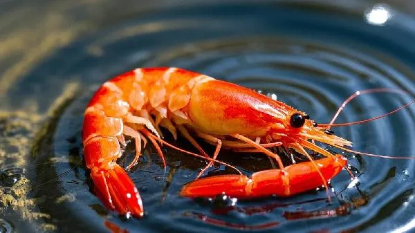 磷虾油怎么吃效果更好插图2