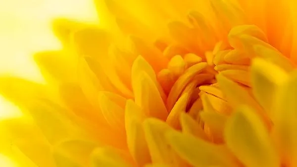 菊花枕头的菊花怎么弄干插图1