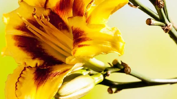 鲜黄花菜怎么去除毒素插图1