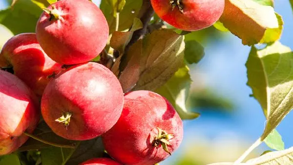 锻炼前吃水果还是锻炼后吃水果插图2